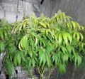 yellow-top-leaves-from-grow-light-being-too-close-sm.jpg