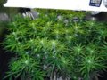 many-colas-canopy-due-to-marijuana-plant-training-sm.jpg
