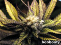 bleached-top-cannabis-sm.jpg