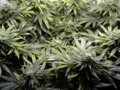 copper-deficiency-cannabis-flowering-sm.jpg