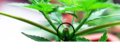 topping-marijuana-plants-can-increase-your-yield-35701-w800.jpg