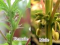 diffrent between female and male cannabis plants.jpg