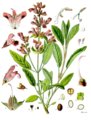 Salvia_officinalis_-_Köhler–s_Medizinal-Pflanzen-126.jpg