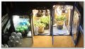 build-your-own-hydroponic-grow-box.jpg