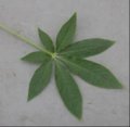 Cleome 2 leaf.jpg