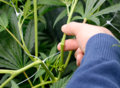 Super-Cropping-Cannabis-How-to-Super-Crop-Marijuana-I-How-to-Grow-Weed.jpg
