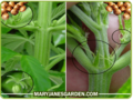 male-vs-female-marijuana-plants.png