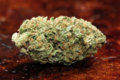 Growing-Skunk-1-Cannabis.jpg