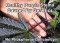 purple-stems-healthy-from-genetics.jpg