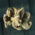 marijuana-seeds.jpg