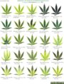 cannabis_leaf-deficiencies31.jpg