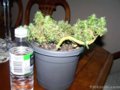 small-weed-plant-weed-bonsai-competition-archive-cannabis-growing-forum-cannabis-marijuana-dis...jpg