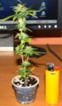 real-micro-grow-marijuana-sm.jpg