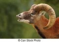 mouflon-paaren-ritual-stock-bild_csp22398765.jpg
