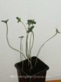 stretching-marijuana-seedlings.jpg