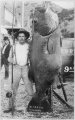 A world record giant Black Sea Bass weighing 425lbs caught near Santa Catalina Island, 1903.jpg