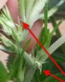 Marijuana-Plant-Life-Cycle_15.jpg