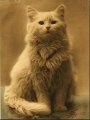 First ever photo of a cat 1880.JPG