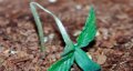 damping-off-marijuana-seedlings-600x317.jpg