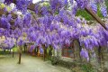 76746805-purple-wisteria-flowers-beautiful-scenery-of-purple-with-yellow-flowers-and-buds-bloo...jpg