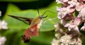 Hummingbird-Moth-i133823813.jpeg