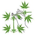 super-cropping-marihuana.jpg