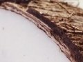 coconut-chocolate-lovely-wallpaper-53cce4a1d423f.jpg