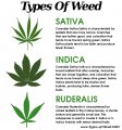 The-differences-between-sativa-indica-and-ruderalis-leaves.jpg