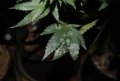 marijuana-leaves-white-powder-mold-xsm.jpg