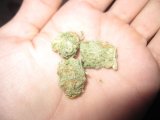 marijuana-gram-in-hand (1).jpg