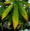 potassium-deficiency-marijuana-middle-leaves.jpg