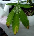 potassium-deficiency-cannabis-lower-leaves.jpg