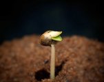 cannabis-seedling-just-emerging-shell.jpg