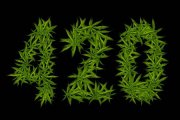 130714026-cannabis-leaves-on-a-black-background-figures-420-laid-out-from-hemp-leaves-four-twe...jpg