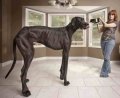 a98460_animal-no-shopped_4-tallest-dog.jpg