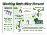 how-to-wash-buds-after-harvest.jpg