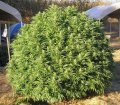 big_busy-marijuana-outdoor-plants.jpg