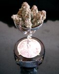 lavender-Soma-Seeds-hightimes-cannabiscupwinner-600x750.jpg