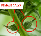 Female_cannabis_plant_calyx-300x300_edit_831210872792136.png