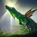 cannabis-dragon-7e0f78.jpeg