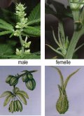 MALE-FEMALE-plant-cannabis.jpg