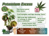 potassium-excess-in-a-cannabis-plant-1024x768.jpg