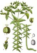 640px-Euphorbia_lathyris_Sturm33.jpg