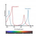 Chlorophyll_ab_spectra.jpg