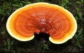 reishi-mushroom-2.jpg
