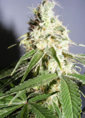 197114690_time_harvest_cannabis_122_201lo.jpg