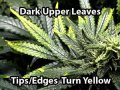 marijuana-copper-deficiency-300x225_0.jpg