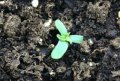 tri-leaf-cannabis-seedling.jpg