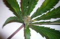 bud-growing-marijuana-leaf.jpg