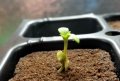 twin-cannabis-plants-two-sprouts-one-seed.jpg